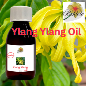 Ylang Ylang Oil, Aroma
