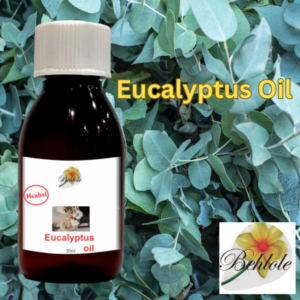 Eucalyptus Oil, Aroma